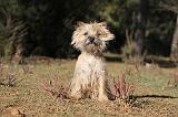 CAIRN TERRIER 337